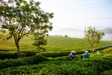 Moc Chau çay tepesi, Moc Chau köyü, Son La bölgesi, Vietnam