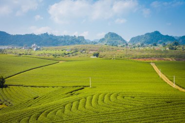 Moc Chau çay tepesi, Moc Chau köyü, Son La bölgesi, Vietnam