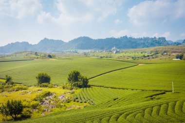 Moc Chau çay tepesi, Moc Chau köyü, Son La bölgesi, Vietnam