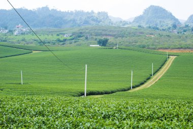 Moc Chau çay tepesi, Moc Chau köyü, Son La bölgesi, Vietnam