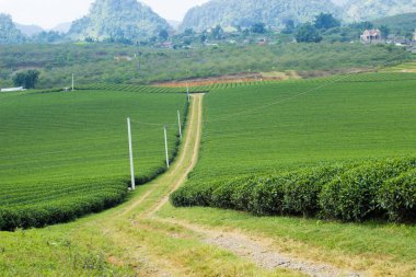 Moc Chau çay tepesi, Moc Chau köyü, Son La bölgesi, Vietnam