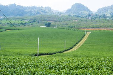 Moc Chau çay tepesi, Moc Chau köyü, Son La bölgesi, Vietnam