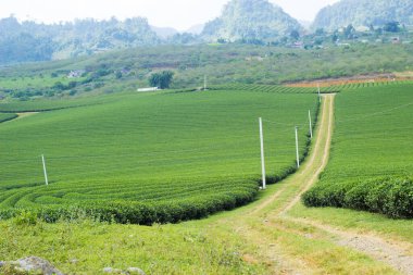 Moc Chau çay tepesi, Moc Chau köyü, Son La bölgesi, Vietnam