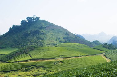 Moc Chau çay tepesi, Moc Chau köyü, Son La bölgesi, Vietnam