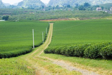 Moc Chau çay tepesi, Moc Chau köyü, Son La bölgesi, Vietnam