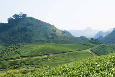 Moc Chau çay tepesi, Moc Chau köyü, Son La bölgesi, Vietnam