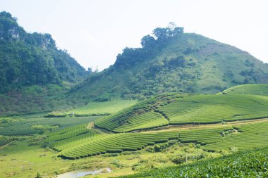 Moc Chau çay tepesi, Moc Chau köyü, Son La bölgesi, Vietnam