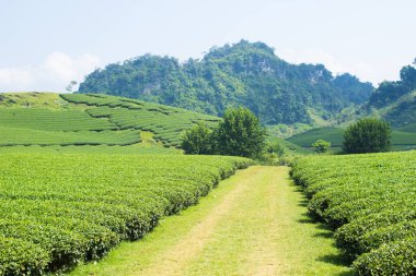 Moc Chau çay tepesi, Moc Chau köyü, Son La bölgesi, Vietnam