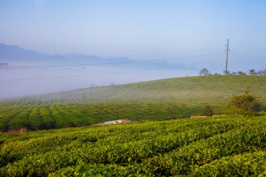 Moc Chau çay tepesi, Moc Chau köyü, Son La bölgesi, Vietnam