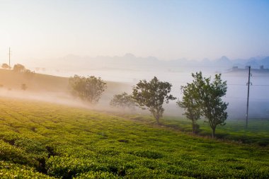 Moc Chau çay tepesi, Moc Chau köyü, Son La bölgesi, Vietnam