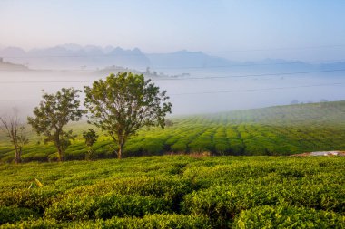 Moc Chau çay tepesi, Moc Chau köyü, Son La bölgesi, Vietnam
