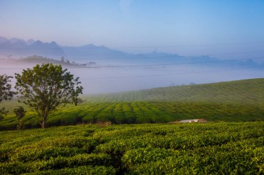 Moc Chau çay tepesi, Moc Chau köyü, Son La bölgesi, Vietnam