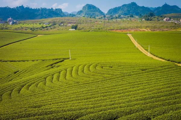 Moc Chau çay tepesi, Moc Chau köyü, Son La bölgesi, Vietnam