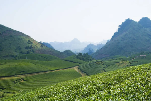 Moc Chau çay tepesi, Moc Chau köyü, Son La bölgesi, Vietnam