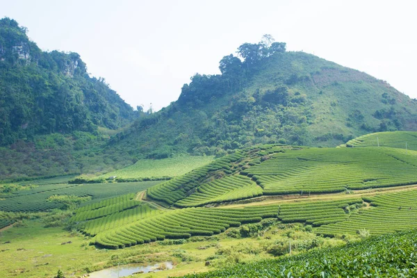 Moc Chau çay tepesi, Moc Chau köyü, Son La bölgesi, Vietnam