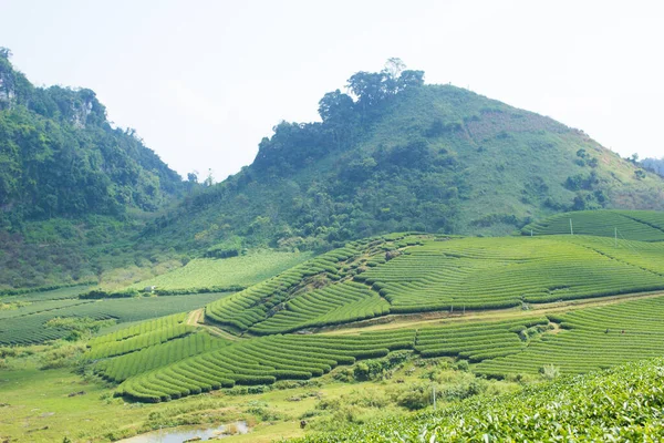Moc Chau çay tepesi, Moc Chau köyü, Son La bölgesi, Vietnam