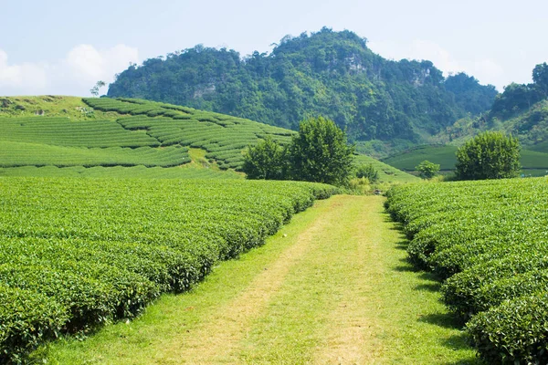 Moc Chau çay tepesi, Moc Chau köyü, Son La bölgesi, Vietnam