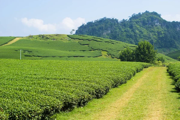 Moc Chau çay tepesi, Moc Chau köyü, Son La bölgesi, Vietnam