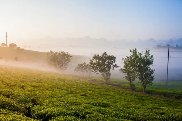Moc Chau çay tepesi, Moc Chau köyü, Son La bölgesi, Vietnam