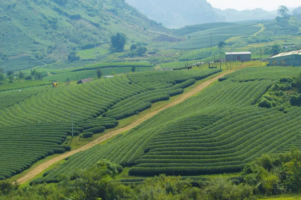 Moc Chau Tea Hill Moc Chau Village Son Province Vietnam — Stock fotografie