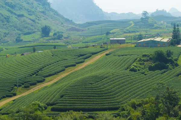 Góra Herbaty Moc Chau Wioska Moc Chau Prowincja Son Wietnam — Zdjęcie stockowe