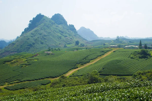 Moc Chau Tea Hill Village Moc Chau Son Province Vietnam — Photo