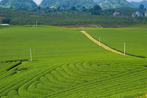 Moc Chau çay tepesi, Moc Chau köyü, Son La bölgesi, Vietnam