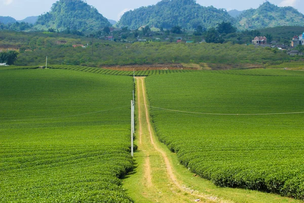 Moc Chau Chá Colina Moc Chau Aldeia Son Província Vietnã Fotos De Bancos De Imagens