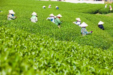 MocChau Highland, Son la Eyaleti, Vietnam Otc 25, 2015: Moc Chau Highland 'daki teras yeşil çay arsalarında çay yaprağı toplayan çiftçiler. Çay, Vietnam 'da, Çin' de, Japonya 'da, Kore' de, vs....