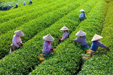 MocChau Highland, Son la Eyaleti, Vietnam Otc 25, 2015: Moc Chau Highland 'daki teras yeşil çay arsalarında çay yaprağı toplayan çiftçiler. Çay, Vietnam 'da, Çin' de, Japonya 'da, Kore' de, vs....