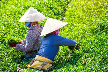 MocChau Highland, Son la Eyaleti, Vietnam Otc 25, 2015: Moc Chau Highland 'daki teras yeşil çay arsalarında çay yaprağı toplayan çiftçiler. Çay, Vietnam 'da, Çin' de, Japonya 'da, Kore' de, vs....