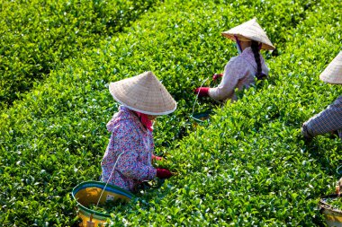 MocChau Highland, Son la Eyaleti, Vietnam Otc 25, 2015: Moc Chau Highland 'daki teras yeşil çay arsalarında çay yaprağı toplayan çiftçiler. Çay, Vietnam 'da, Çin' de, Japonya 'da, Kore' de, vs....
