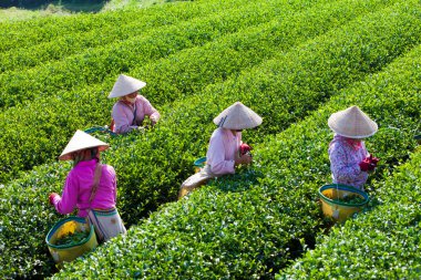 MocChau Highland, Son la Eyaleti, Vietnam Otc 25, 2015: Moc Chau Highland 'daki teras yeşil çay arsalarında çay yaprağı toplayan çiftçiler. Çay, Vietnam 'da, Çin' de, Japonya 'da, Kore' de, vs....
