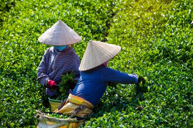 MocChau Highland, Son la Eyaleti, Vietnam Otc 25, 2015: Moc Chau Highland 'daki teras yeşil çay arsalarında çay yaprağı toplayan çiftçiler. Çay, Vietnam 'da, Çin' de, Japonya 'da, Kore' de, vs....