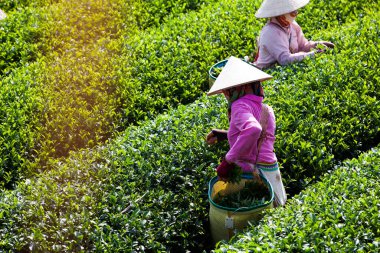 MocChau Highland, Son la Eyaleti, Vietnam Otc 25, 2015: Moc Chau Highland 'daki teras yeşil çay arsalarında çay yaprağı toplayan çiftçiler. Çay, Vietnam 'da, Çin' de, Japonya 'da, Kore' de, vs....