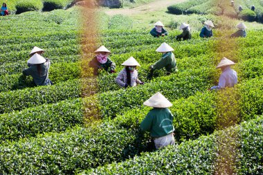 MocChau Highland, Son la Eyaleti, Vietnam Otc 25, 2015: Moc Chau Highland 'daki teras yeşil çay arsalarında çay yaprağı toplayan çiftçiler. Çay, Vietnam 'da, Çin' de, Japonya 'da, Kore' de, vs....
