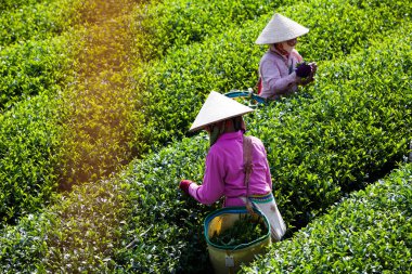 MocChau Highland, Son la Eyaleti, Vietnam Otc 25, 2015: Moc Chau Highland 'daki teras yeşil çay arsalarında çay yaprağı toplayan çiftçiler. Çay, Vietnam 'da, Çin' de, Japonya 'da, Kore' de, vs....