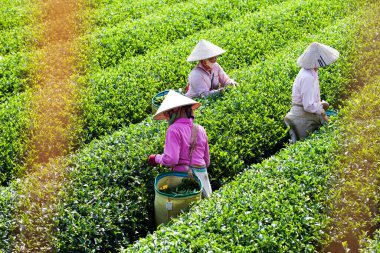 MocChau Highland, Son la Eyaleti, Vietnam Otc 25, 2015: Moc Chau Highland 'daki teras yeşil çay arsalarında çay yaprağı toplayan çiftçiler. Çay, Vietnam 'da, Çin' de, Japonya 'da, Kore' de, vs....