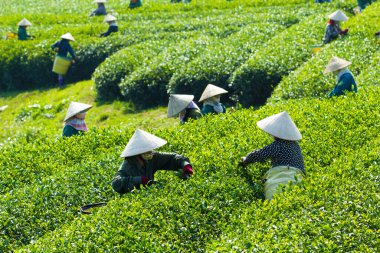 MocChau Highland, Son la Eyaleti, Vietnam Otc 25, 2015: Moc Chau Highland 'daki teras yeşil çay arsalarında çay yaprağı toplayan çiftçiler. Çay, Vietnam 'da, Çin' de, Japonya 'da, Kore' de, vs....