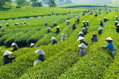 MocChau Highland, Son la Eyaleti, Vietnam Otc 25, 2015: Moc Chau Highland 'daki teras yeşil çay arsalarında çay yaprağı toplayan çiftçiler. Çay, Vietnam 'da, Çin' de, Japonya 'da, Kore' de, vs....