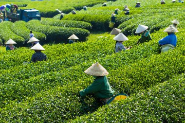 MocChau Highland, Son la Eyaleti, Vietnam Otc 25, 2015: Moc Chau Highland 'daki teras yeşil çay arsalarında çay yaprağı toplayan çiftçiler. Çay, Vietnam 'da, Çin' de, Japonya 'da, Kore' de, vs....