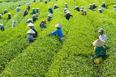 MocChau Highland, Son la Eyaleti, Vietnam Otc 25, 2015: Moc Chau Highland 'daki teras yeşil çay arsalarında çay yaprağı toplayan çiftçiler. Çay, Vietnam 'da, Çin' de, Japonya 'da, Kore' de, vs....