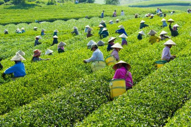 MocChau Highland, Son la Eyaleti, Vietnam Otc 25, 2015: Moc Chau Highland 'daki teras yeşil çay arsalarında çay yaprağı toplayan çiftçiler. Çay, Vietnam 'da, Çin' de, Japonya 'da, Kore' de, vs....