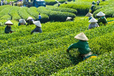 MocChau Highland, Son la Eyaleti, Vietnam Otc 25, 2015: Moc Chau Highland 'daki teras yeşil çay arsalarında çay yaprağı toplayan çiftçiler. Çay, Vietnam 'da, Çin' de, Japonya 'da, Kore' de, vs....