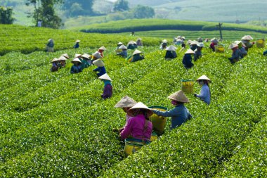 MocChau Highland, Son la Eyaleti, Vietnam Otc 25, 2015: Moc Chau Highland 'daki teras yeşil çay arsalarında çay yaprağı toplayan çiftçiler. Çay, Vietnam 'da, Çin' de, Japonya 'da, Kore' de, vs....