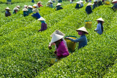 MocChau Highland, Son la Eyaleti, Vietnam Otc 25, 2015: Moc Chau Highland 'daki teras yeşil çay arsalarında çay yaprağı toplayan çiftçiler. Çay, Vietnam 'da, Çin' de, Japonya 'da, Kore' de, vs....