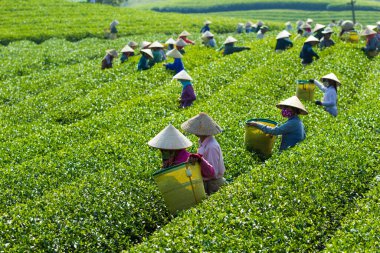 MocChau Highland, Son la Eyaleti, Vietnam Otc 25, 2015: Moc Chau Highland 'daki teras yeşil çay arsalarında çay yaprağı toplayan çiftçiler. Çay, Vietnam 'da, Çin' de, Japonya 'da, Kore' de, vs....