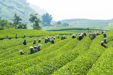 MocChau Highland, Son la Eyaleti, Vietnam Otc 25, 2015: Moc Chau Highland 'daki teras yeşil çay arsalarında çay yaprağı toplayan çiftçiler. Çay, Vietnam 'da, Çin' de, Japonya 'da, Kore' de, vs....