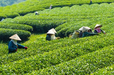 MocChau Highland, Son la Eyaleti, Vietnam Otc 25, 2015: Moc Chau Highland 'daki teras yeşil çay arsalarında çay yaprağı toplayan çiftçiler. Çay, Vietnam 'da, Çin' de, Japonya 'da, Kore' de, vs....