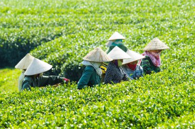 MocChau Highland, Son la Eyaleti, Vietnam Otc 25, 2015: Moc Chau Highland 'daki teras yeşil çay arsalarında çay yaprağı toplayan çiftçiler. Çay, Vietnam 'da, Çin' de, Japonya 'da, Kore' de, vs....